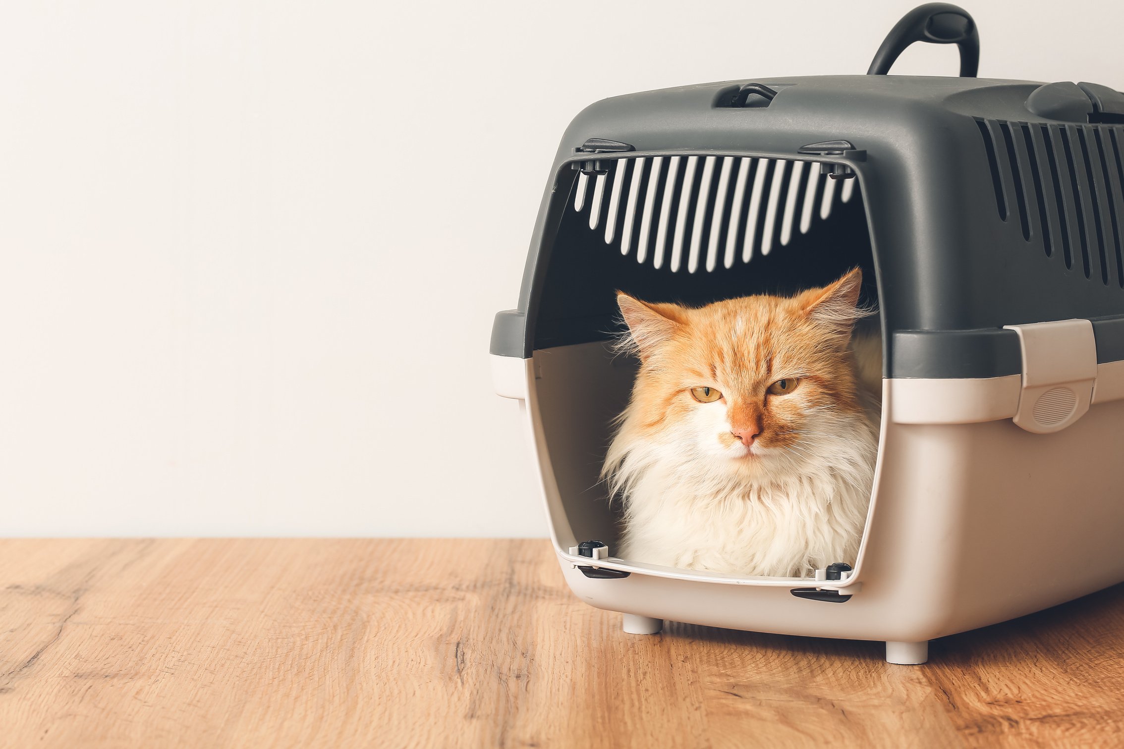 Cute Funny Cat in Carrier at Home