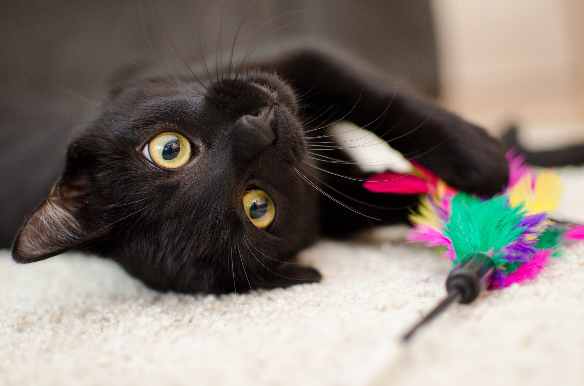 Black Cat Playing With Toy