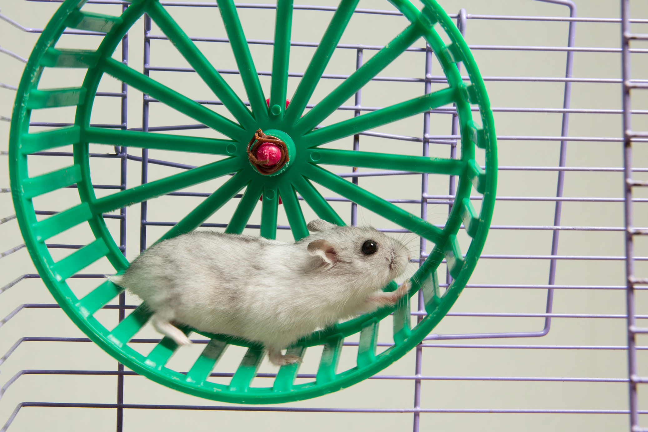 hamster running in the wheel