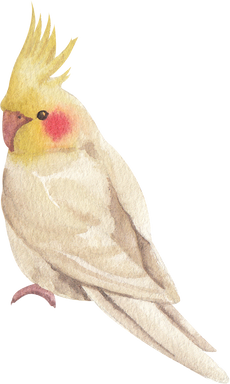 Watercolor Cockatiel Illustration