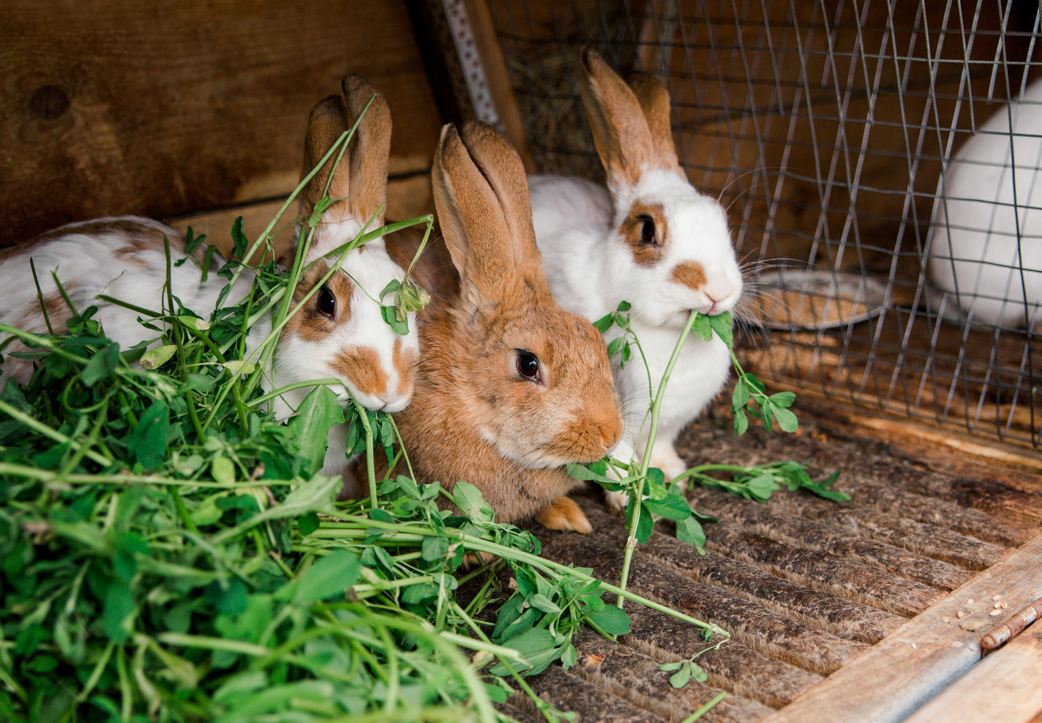 rabbits in a cage eat grass. rabbit cage. feeding rabbits.